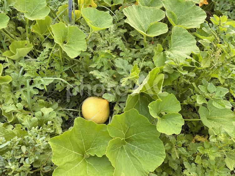 「未熟なカボチャ」イメージ用素_01 カボチャ,かぼちゃ,野菜の写真素材