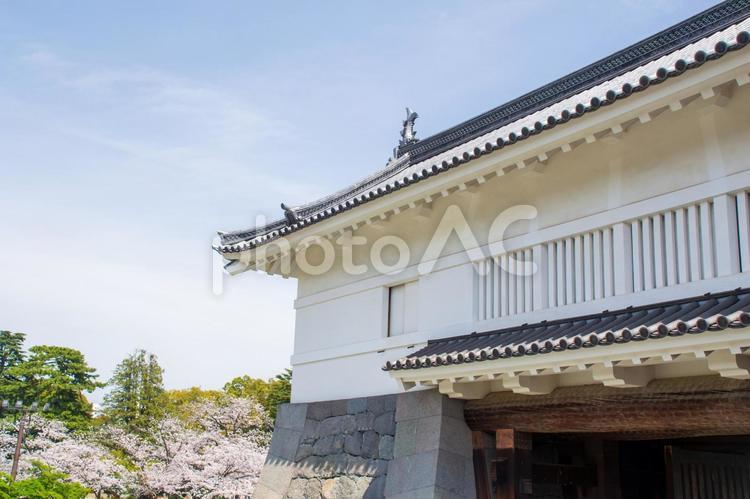 小田原城　銅門と桜 小田原城,銅門,桜の写真素材