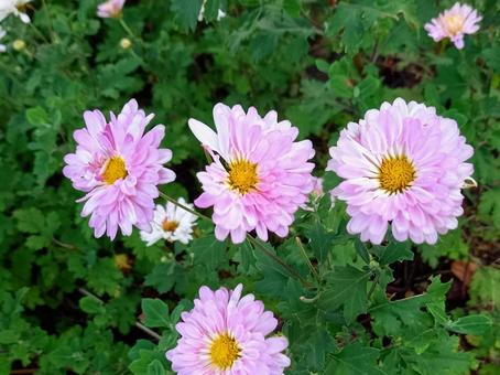 ピンクの小菊 ピンクの小菊 菊,小菊,ピンクの花の写真素材