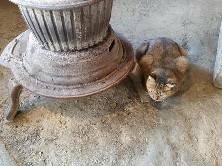 薪ストーブ 近すぎる猫 2 猫画像,ストーブ,近すぎの写真素材