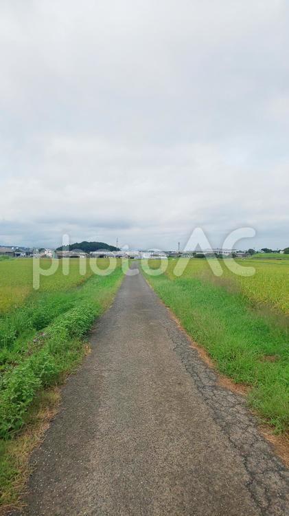 農道-須惠町 農道,道,田んぼの写真素材