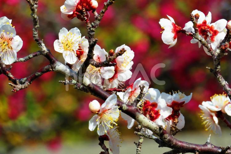 ３月上旬の公渕公園の梅の花 背景,梅,花の写真素材