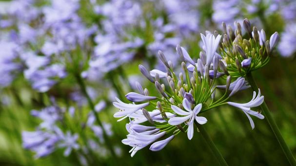 Photo, agapanthus, murasaki kunsiran, purple, 