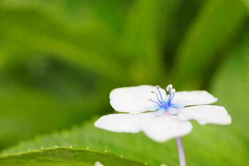 ガクアジサイの装飾花 ガクアジサイの装飾花の写真