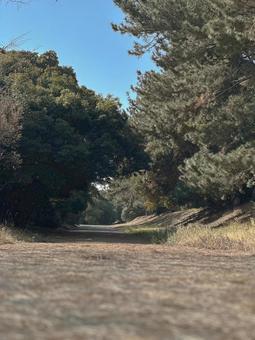 晴れた日の散歩道 晴れた日の散歩道の写真