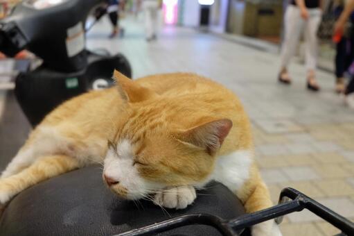 Sleeping cat, cat, cat, stray cat, JPG