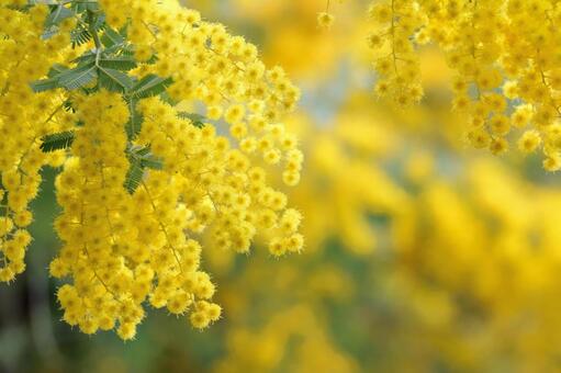 Mimosa spring image, JPG Mimosa spring image, JPG