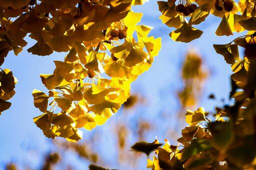 逆光に輝く黄金色のイチョウの葉 チョウ,銀杏,葉の写真素材