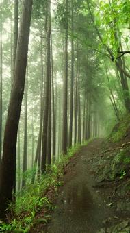 竹林の山道 竹林の山道の写真