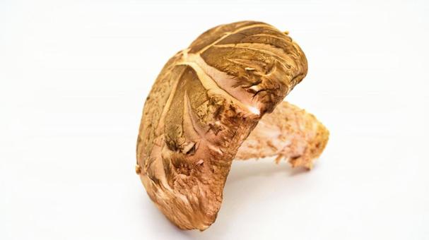 生しいたけのクローズアップ 生しいたけのクローズアップ しいたけ,椎茸,きのこの写真素材