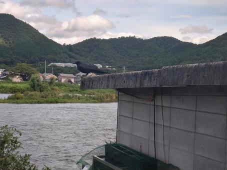 餌を待つカラス カラス,烏,川の写真素材