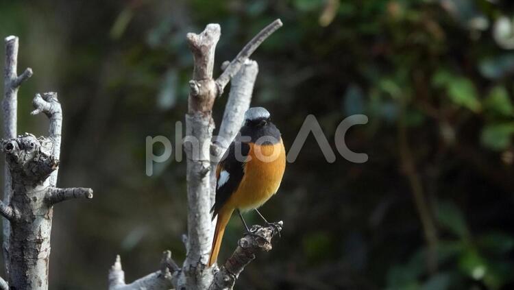 ジョウビタキのオス 野鳥,黄色,里山の写真素材