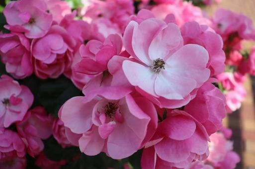 可憐な花 可憐な花の写真
