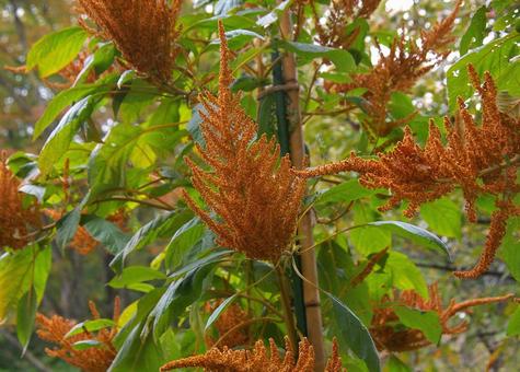 アマランサス ゴールデン・ジャイアント アマランサス,ゴールデン,ジャイアントの写真素材