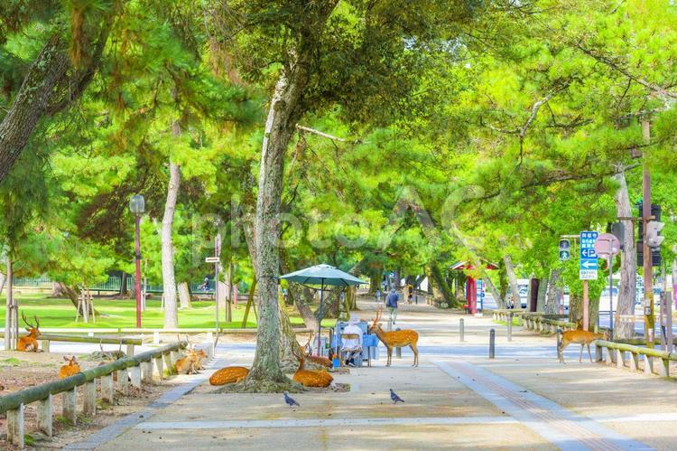 奈良公園の風景 鹿,奈良,奈良公園の写真素材