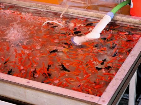 金魚すくい 縁日 金魚すくい 縁日 金魚すくい,夏祭り,縁日の写真素材