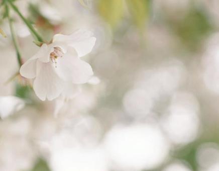 桜 桜の写真