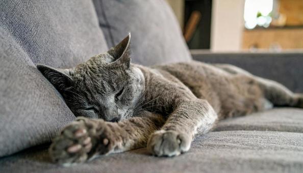 ソファでくつろぐ猫 ソファでくつろぐ猫の写真
