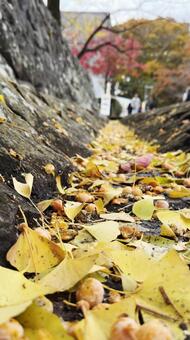 銀杏の実と落葉 木の実,落葉,秋の写真素材