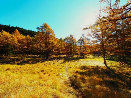 紅葉(黒斑山・浅間山) 紅葉(黒斑山・浅間山) 紅葉,もみじ,秋の写真素材