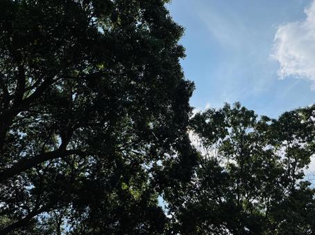 Photo, wood, the trees, trees, 