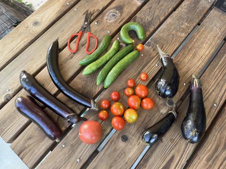 Photo, vegetables, eggplant, cucumber, 