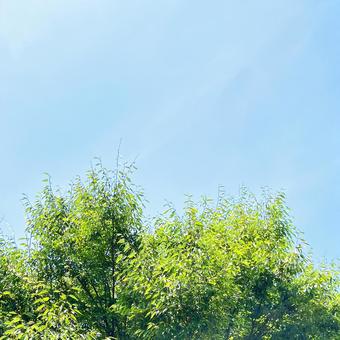 青空と樹木 青空と樹木の写真