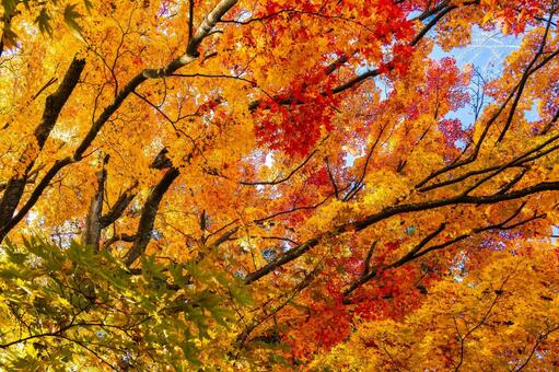 空を覆う紅葉の天井 紅葉,モミジ,カエデの写真素材