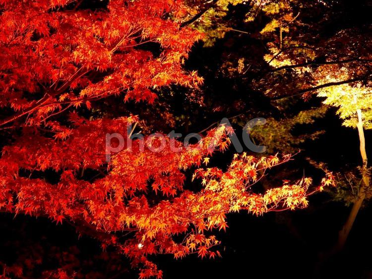 ライトアップされた岡山城のモミジ 紅葉,モミジ,ライトアップの写真素材