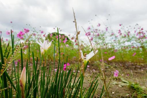 White Zephyranthes nestled in a cosmos field, JPG White Zephyranthes nestled in a cosmos field, JPG
