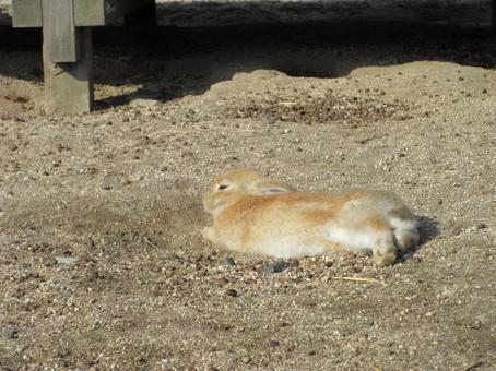 日向ぼっこするうさぎ うさぎ,ぐうたら,まったりの写真素材