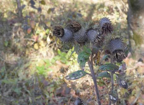 秋の山野草 ハバヤマボクチ 山野草,野草,秋の写真素材