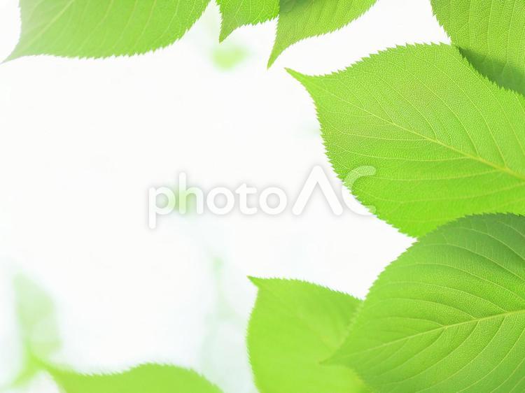 新緑のさわやかな葉っぱ　サクラの若葉 新緑,若葉,葉っぱの写真素材