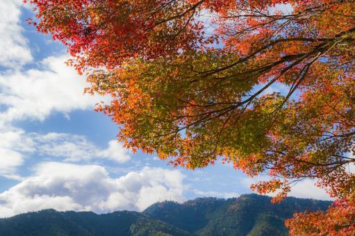 紅葉と青空 紅葉,青空,もみじの写真素材