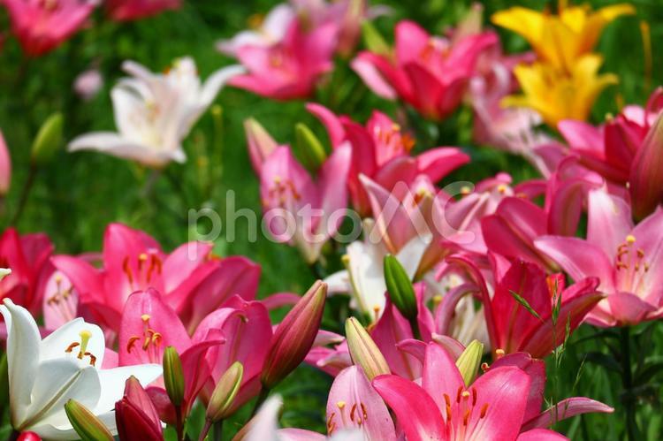 美しきゆり花 ユリ,花,ゆりの写真素材