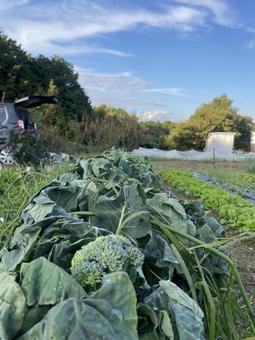 田舎の風景 秋,空,緑の写真素材