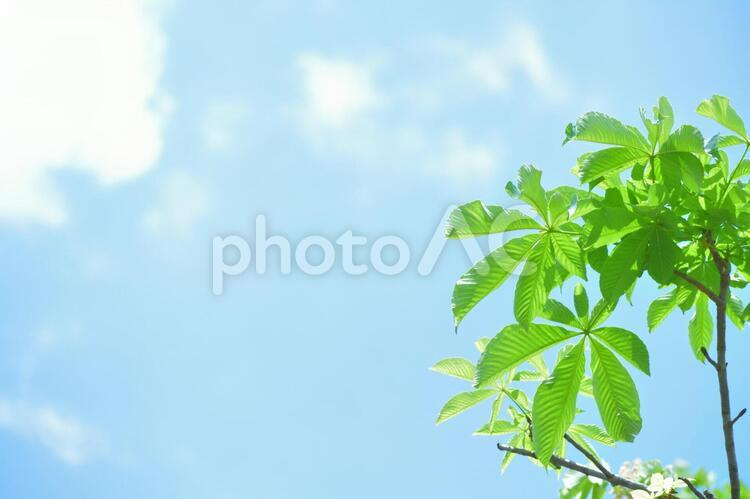 青空と新緑（葉っぱ）の壁紙素材　背景素材 新緑,葉っぱ,壁紙の写真素材