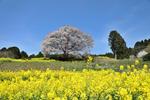 山桜と菜の花 山桜,大木,桜の写真素材