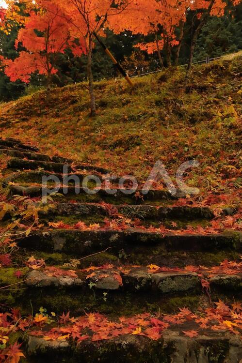 秋の階段 秋,葉,風景の写真素材