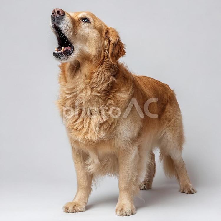 何かを訴えるゴールデンレトリバー ゴールデンレトリバー,犬,ペットの写真素材