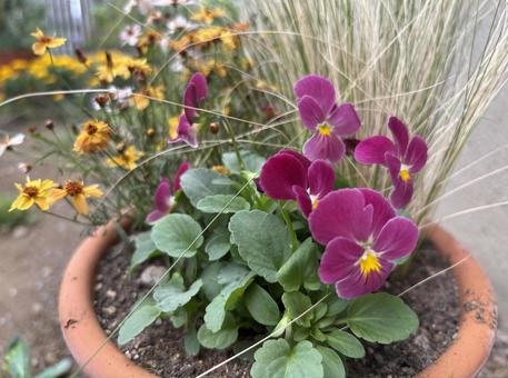 autumn 秋　寄せ植え ビオラ,コレオプシス,花の写真素材