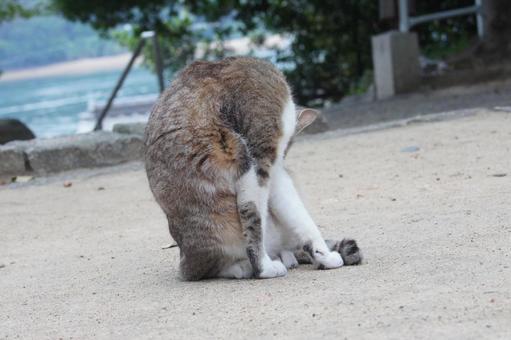 cat, JPG cat, JPG