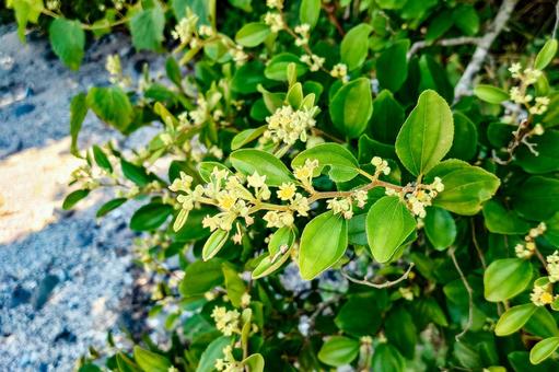 Photo, flower, leaf, thorn, 