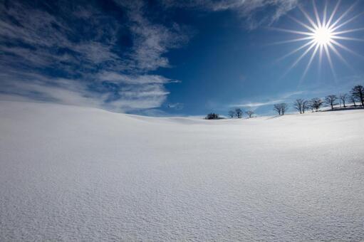 太陽が眩しい快晴の青空と雪原に映える並木 牧場,雪原,太陽の写真素材
