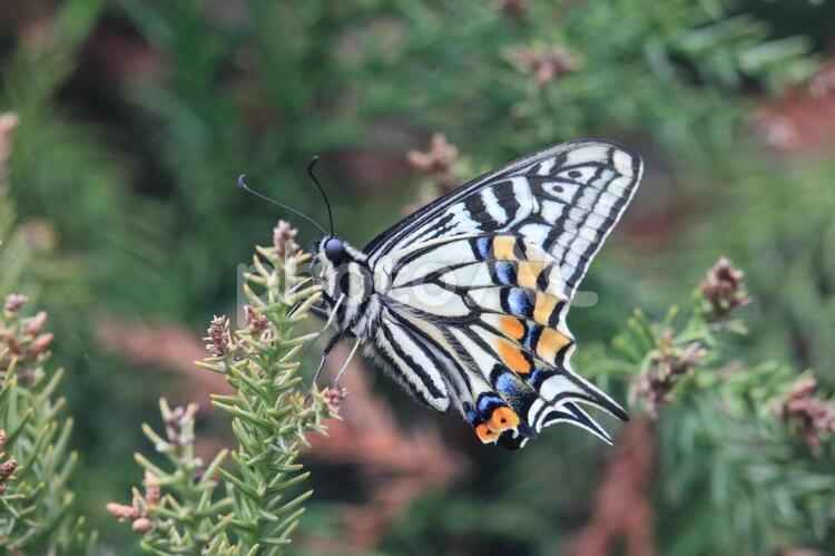 杉の葉にとまるアゲハチョウ アゲハチョウ,蝶,昆虫の写真素材