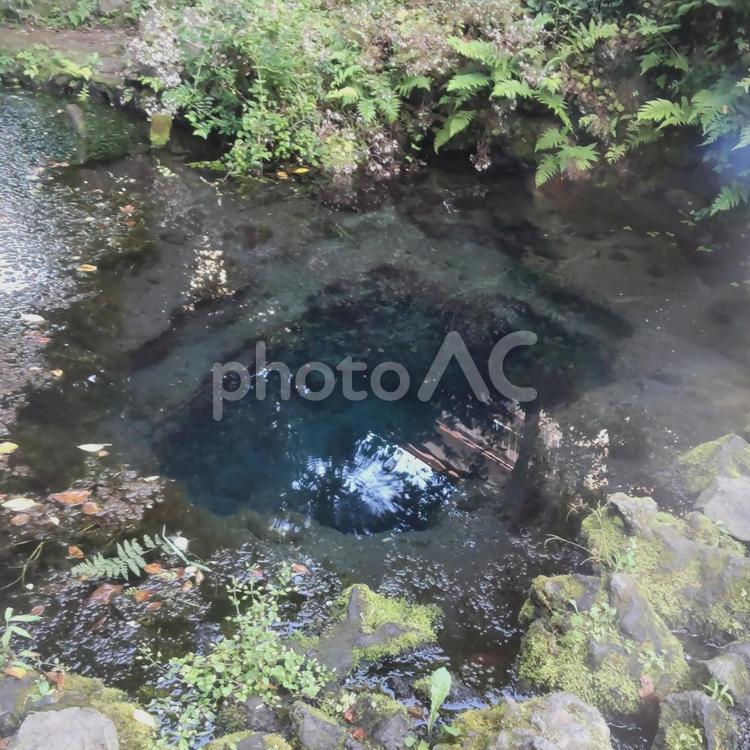 忍野八海　お釜池 忍野八海,お釜池,風景の写真素材
