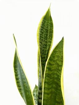 15 rapidly growing Sansevieria leaves, JPG