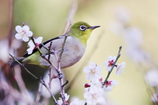 アップで撮った梅の木にとまるメジロ 鳥,メジロ,春の写真素材