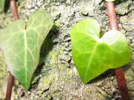 Even small, grass, leaf, green, JPG