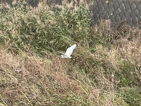 鷺 鷺,野鳥,平戸永谷川の写真素材